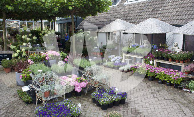 bloemen en planten vvbvanbree     1163